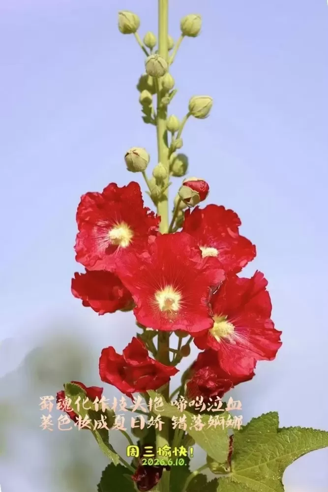 ΢��ͼƬ_20260610155827.webp