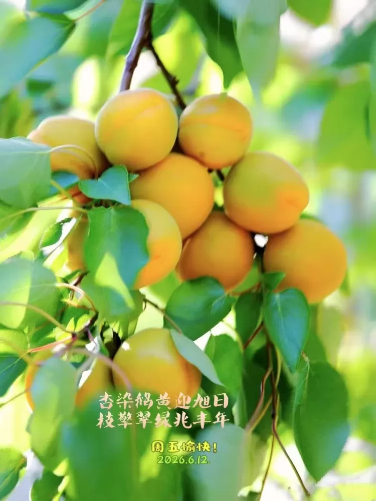 ΢��ͼƬ_20260612152555.webp