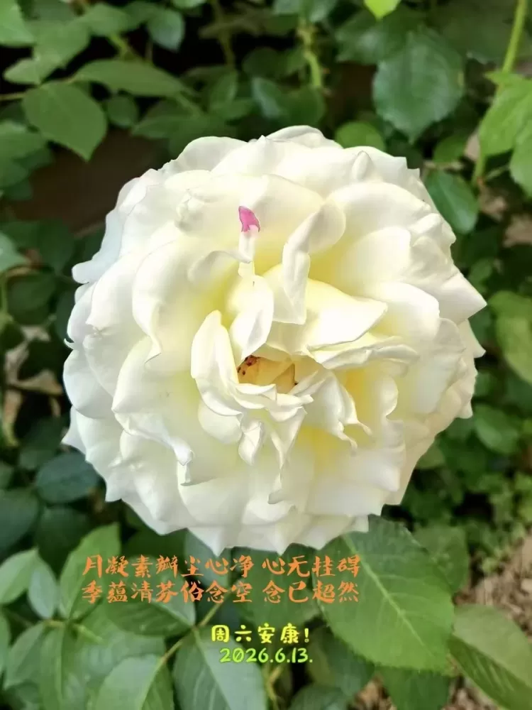 ΢��ͼƬ_20260613110808.webp