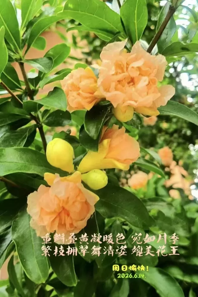 ΢��ͼƬ_20260614182901.webp