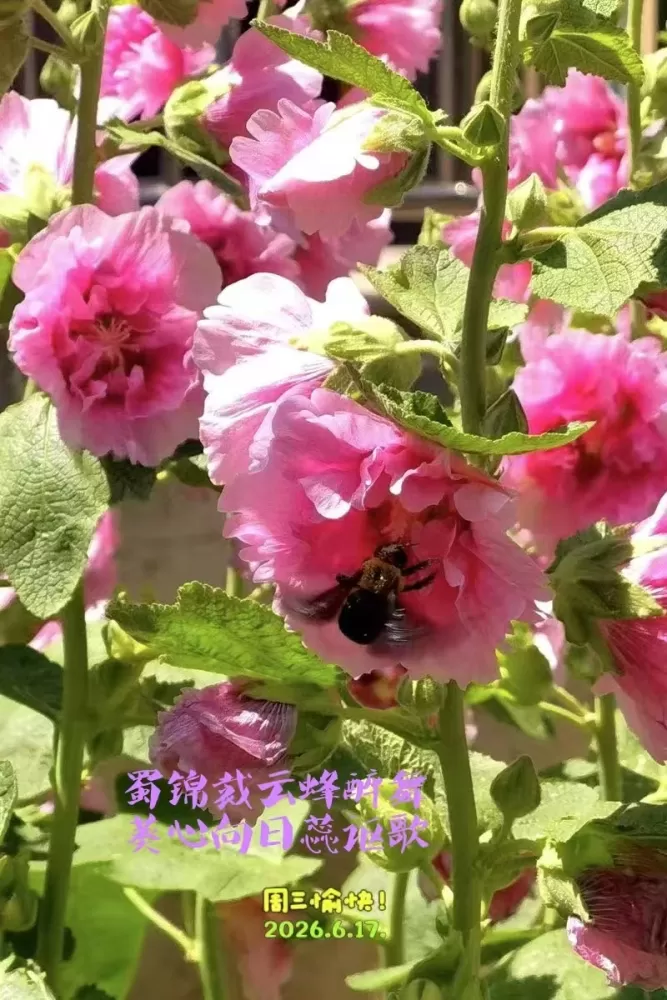 ΢��ͼƬ_20260617170050.webp