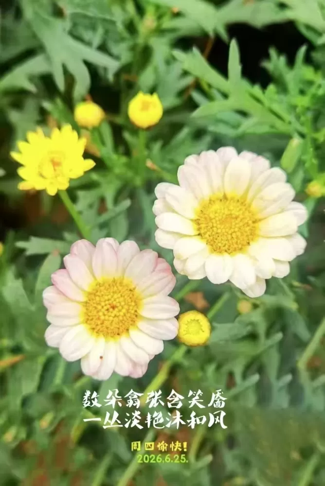 ΢��ͼƬ_20260625153604.webp