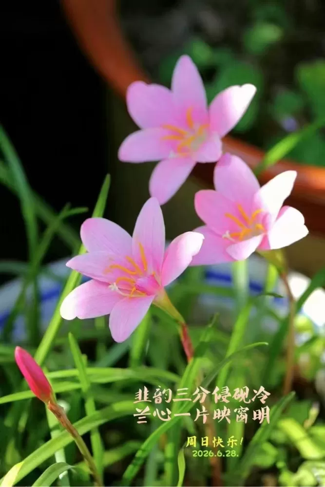 ΢��ͼƬ_20260628161848.webp