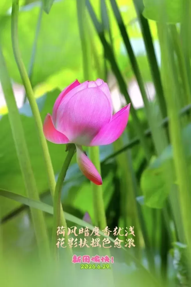 ΢��ͼƬ_20260629150518.webp