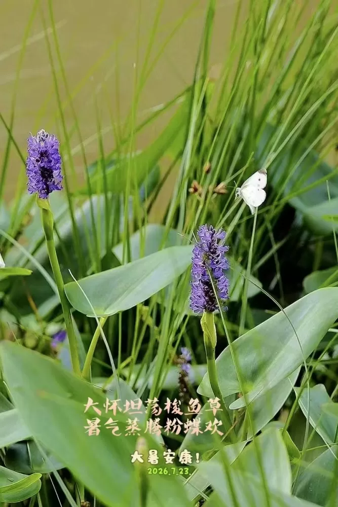 ΢��ͼƬ_20260723162504.webp