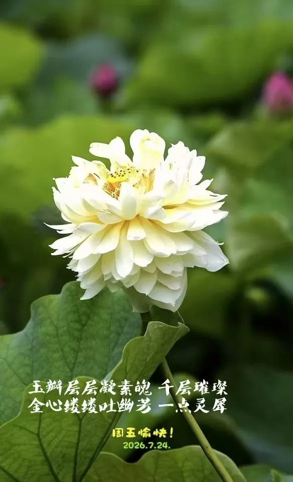 ΢��ͼƬ_20260724194124.webp