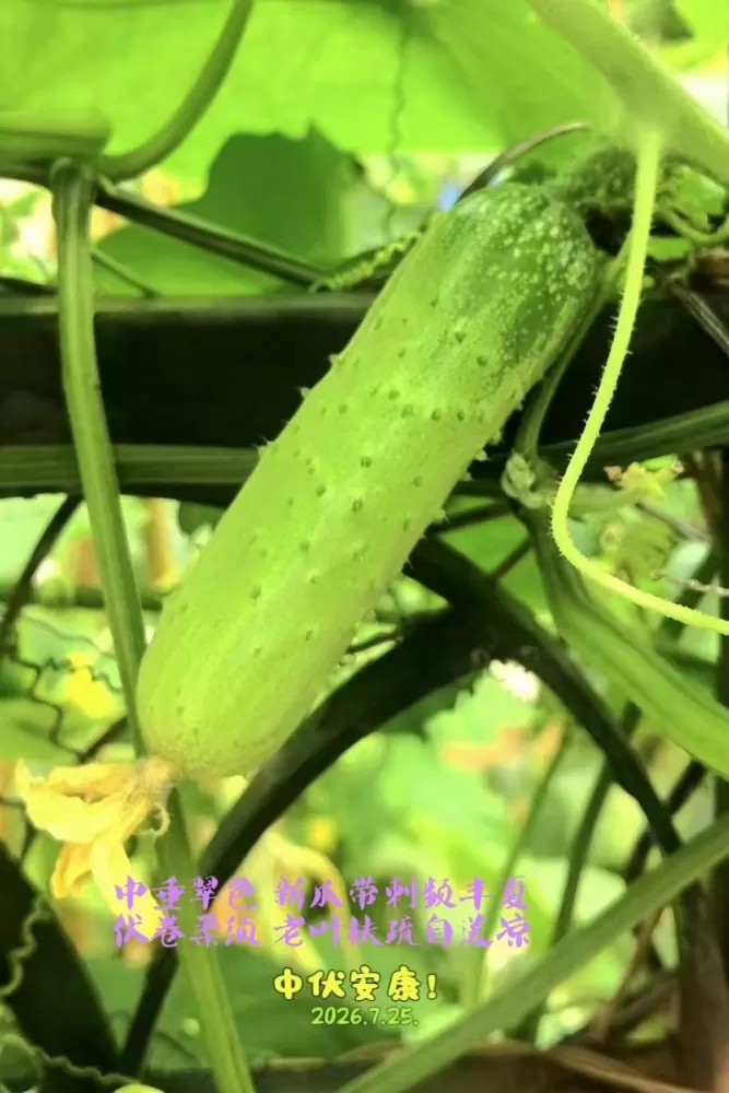 ΢��ͼƬ_20260725104126.webp