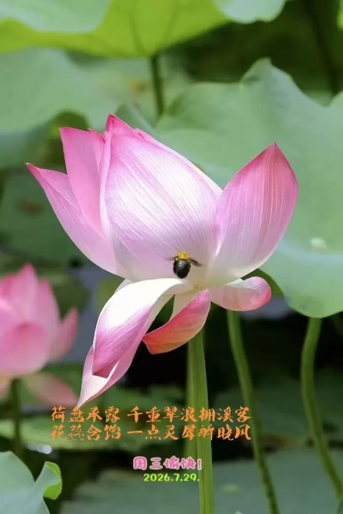 ΢��ͼƬ_20260729151627.webp