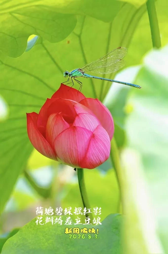 ΢��ͼƬ_20260803153719.webp