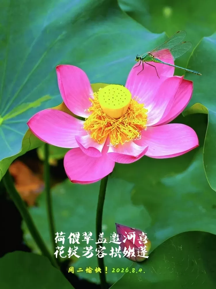 ΢��ͼƬ_20260804162449.webp