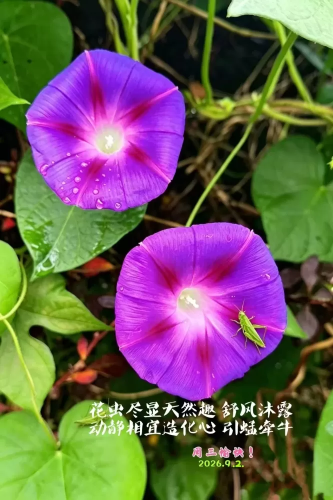 ΢��ͼƬ_20260902155346.webp