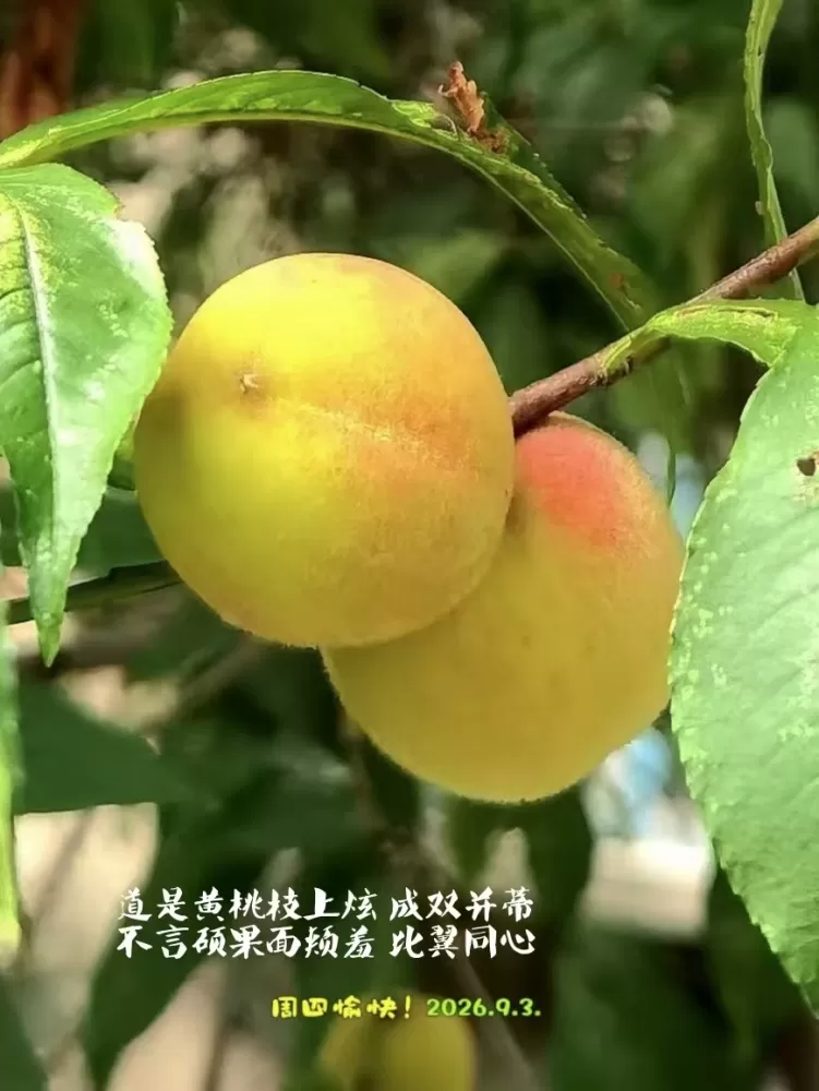 ΢��ͼƬ_20260903171459.webp