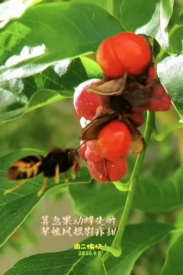 ΢��ͼƬ_20260908092253.webp